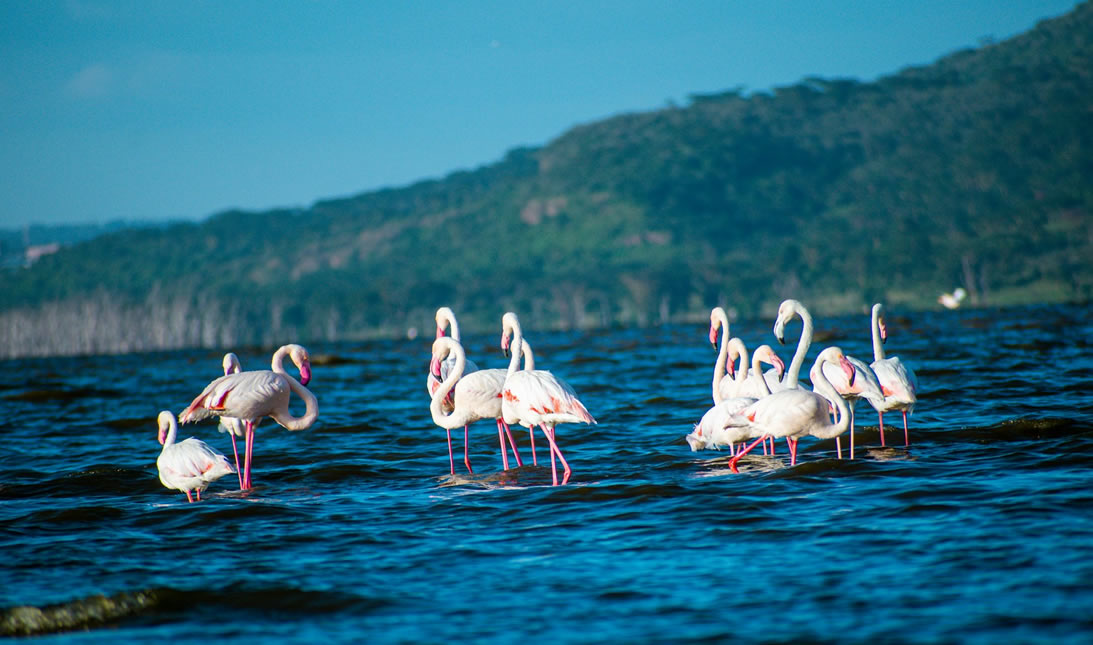 2 Days Lake Nakuru national park