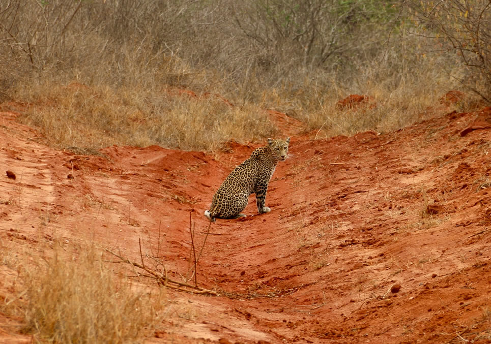 3 Days Amboseli and Tsavo East National Park