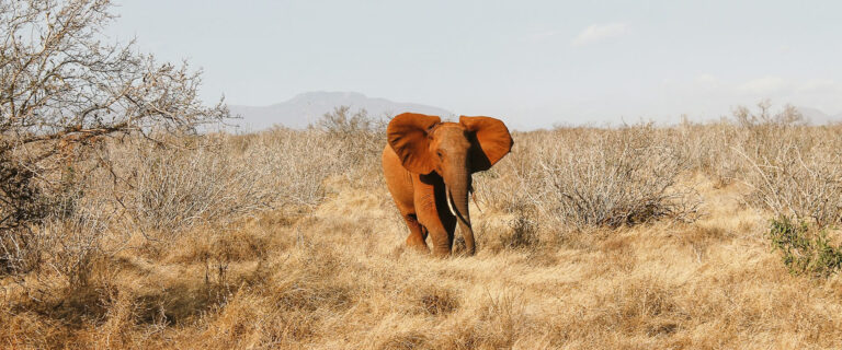 3 Days Amboseli and Tsavo east_1