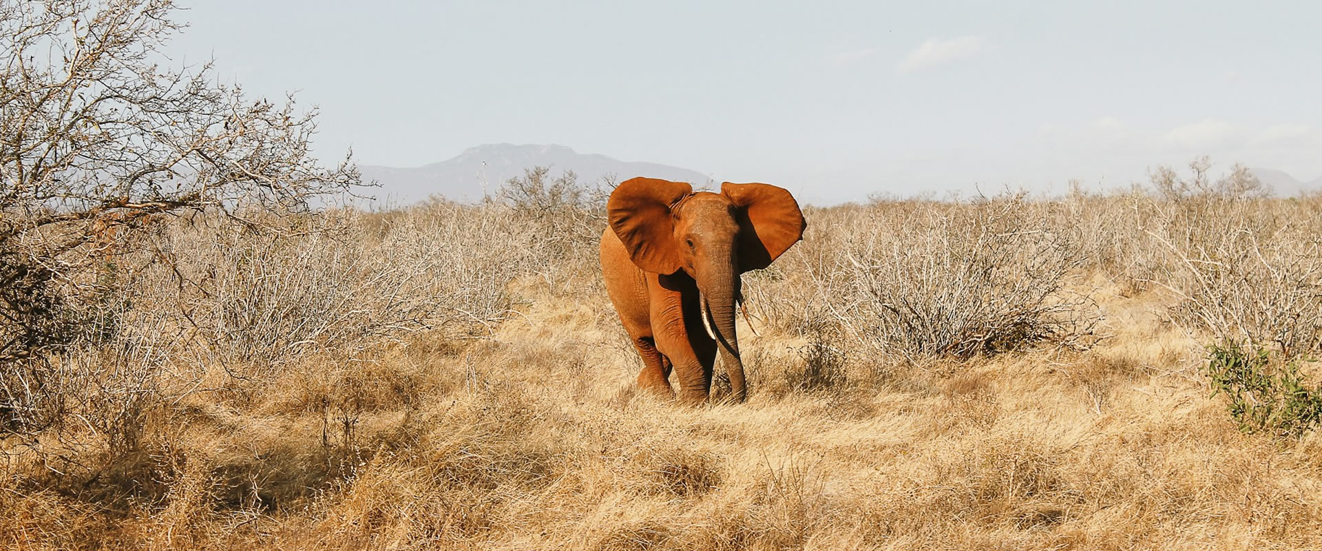 5 Days, Amboseli, Tsavo West- Tsavo East