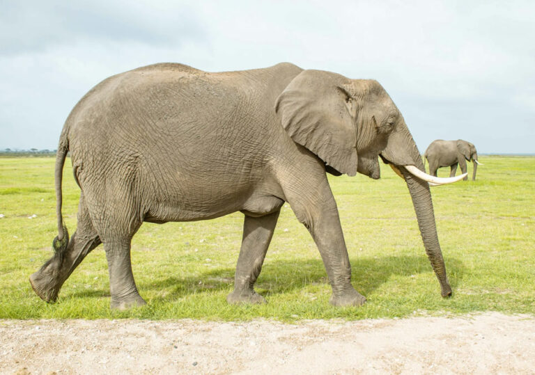 3 Days Amboseli national-park