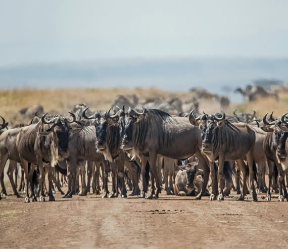 3 Days Maasai Mara National Park  Departing Nairobi