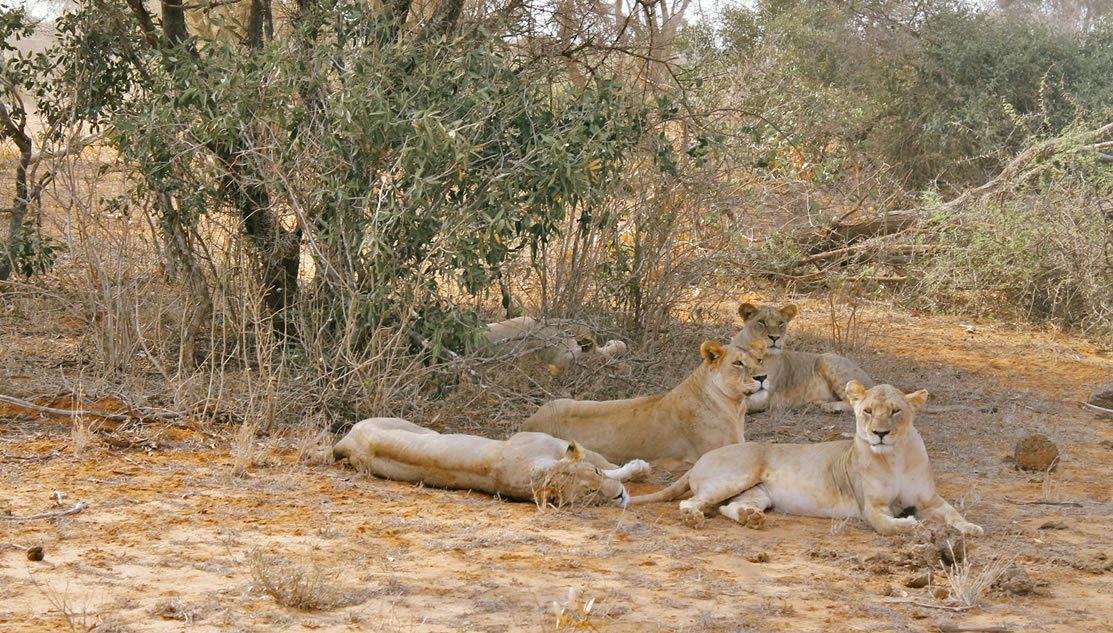 3 Days ( 2 Nights )Kenya Big Cat safari