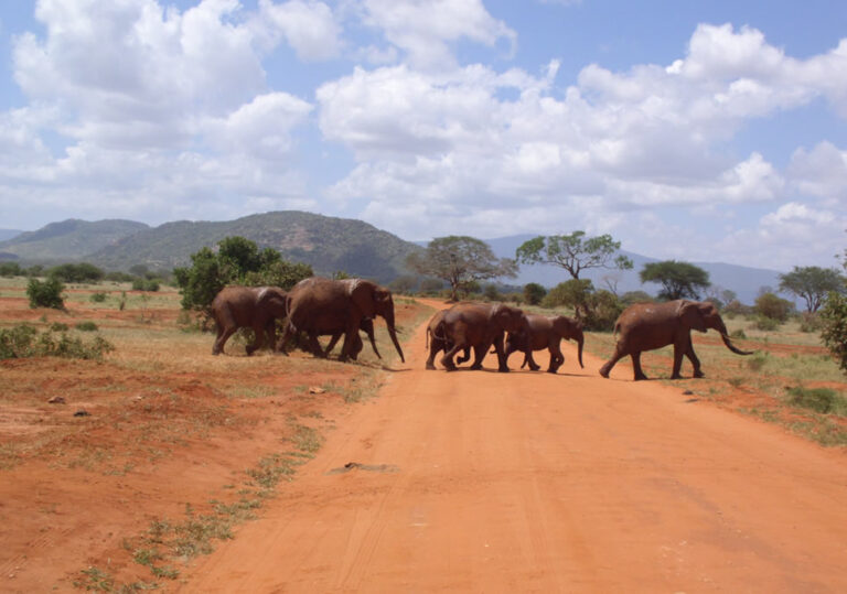 Kenya safari packages from Nairobi