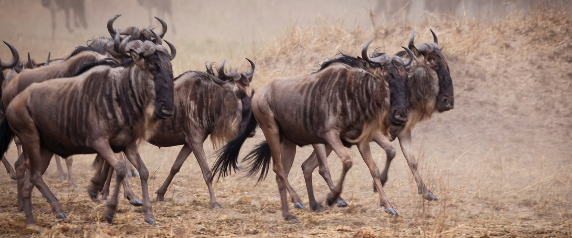 11 Days Ten Nights To: Amboseli, Ngorongoro, Serengeti Masaai Mara.