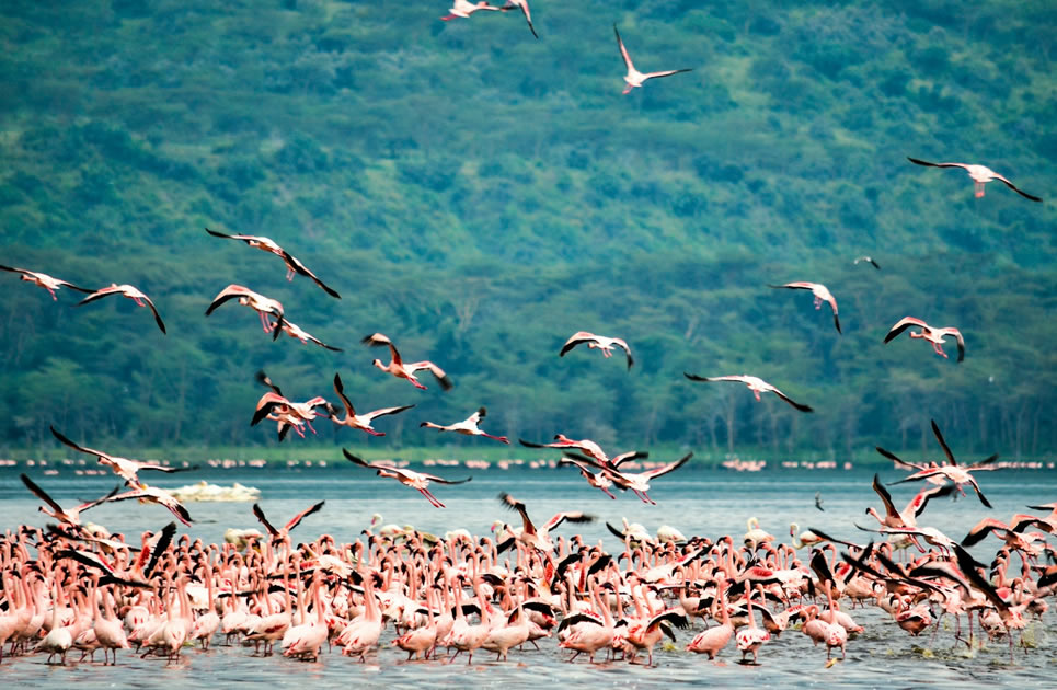 5 Days, Aberdares, Maasai Mara, Lake Nakuru