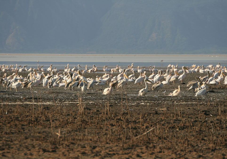 12 Days Samburu – Aberdares-Nakuru-Masaai Mara, Anboseli, Lake Manyara, Serengeti and Ngorongoro