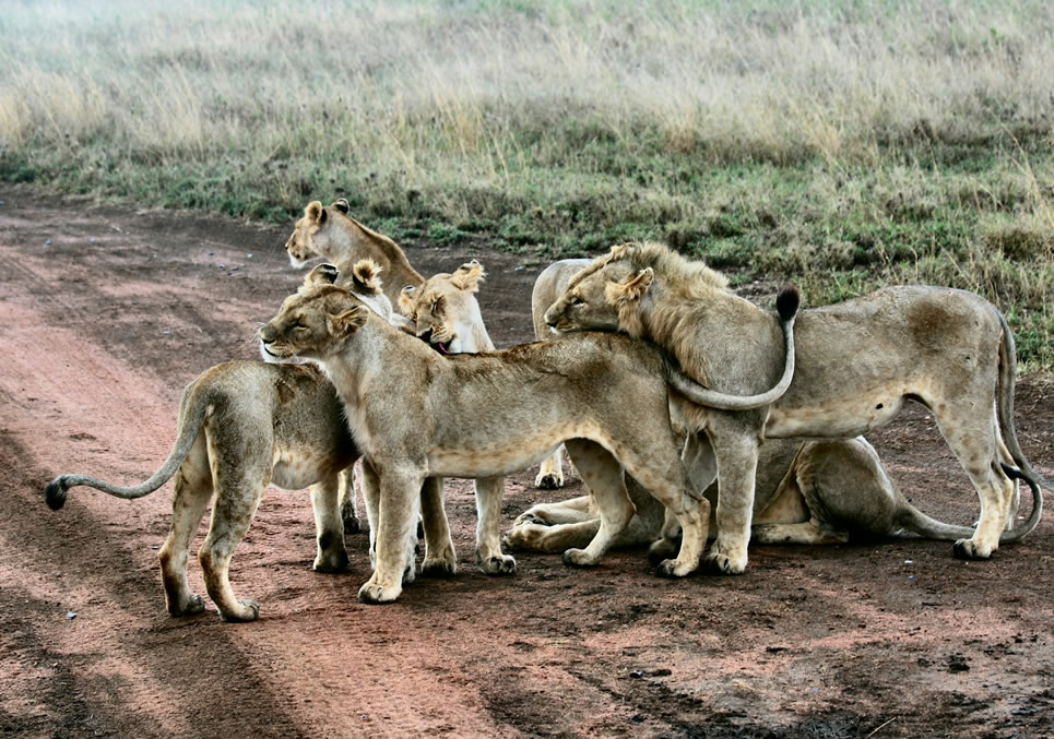 12 Days  Masaai Mara, Nakuru, Amboseli, Lake Eyasi, Serengeti Ngorongoro